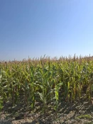 بازدید از کارگاه ادوات کشاورزی و مزرعه ذرت دانشکده کشاورزی شهریار 9