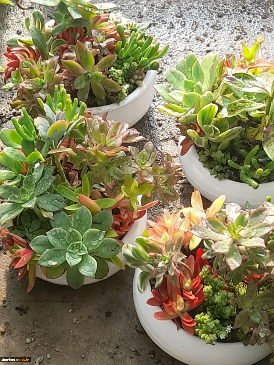 بازید انجمن علمی گروه کشاورزی دانشکده دخترانه دکتر شریعتی از موسسه آمورش عالی امام خمینی (ره) کرج 4