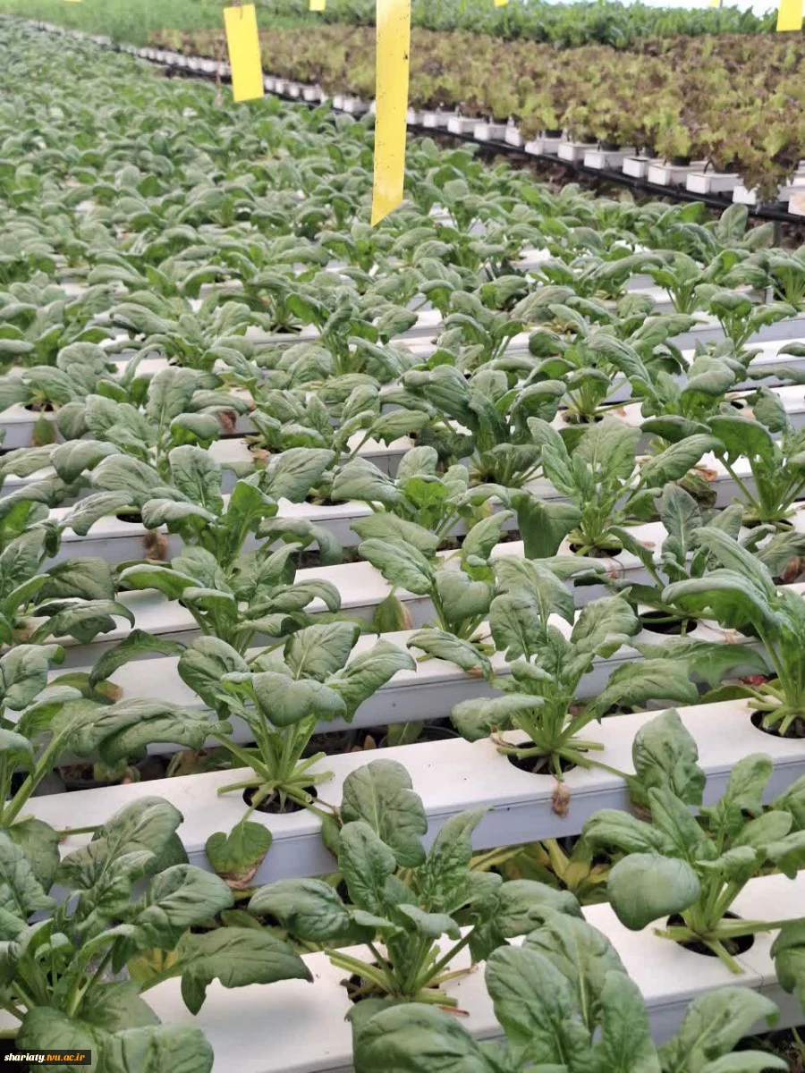 بازید انجمن علمی گروه کشاورزی دانشکده دخترانه دکتر شریعتی از موسسه آمورش عالی امام خمینی (ره) کرج 6