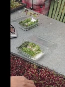 بازید انجمن علمی گروه کشاورزی دانشکده دخترانه دکتر شریعتی از موسسه آمورش عالی امام خمینی (ره) کرج 12