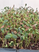 بازید انجمن علمی گروه کشاورزی دانشکده دخترانه دکتر شریعتی از موسسه آمورش عالی امام خمینی (ره) کرج 13