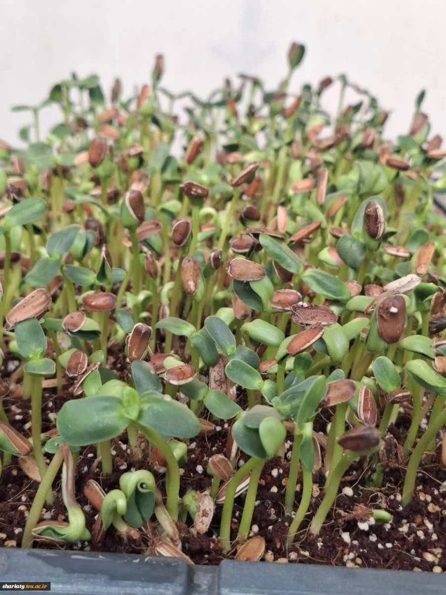 بازید انجمن علمی گروه کشاورزی دانشکده دخترانه دکتر شریعتی از موسسه آمورش عالی امام خمینی (ره) کرج 13